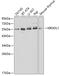KIR3DL1 antibody, 16-473, ProSci, Western Blot image 