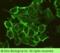 Cadherin 2 antibody, 11039-R014, Sino Biological, Immunocytochemistry image 