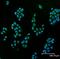 Superoxide Dismutase 1 antibody, GTX13498, GeneTex, Immunofluorescence image 