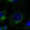 Ras-related protein Rab-3 antibody, orb178936, Biorbyt, Immunofluorescence image 