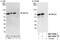 Myocyte Enhancer Factor 2D antibody, NBP1-80566, Novus Biologicals, Western Blot image 