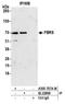 Probable fibrosin-1 long transcript protein antibody, A305-708A-M, Bethyl Labs, Immunoprecipitation image 