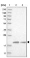 Mitochondrial Ribosomal Protein L12 antibody, PA5-54674, Invitrogen Antibodies, Western Blot image 