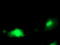 Pyridoxal kinase antibody, TA502998, Origene, Immunofluorescence image 