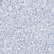 Desmin antibody, HPA018803, Atlas Antibodies, Immunohistochemistry frozen image 