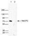 Methyl-CpG Binding Protein 2 antibody, 49-1029, Invitrogen Antibodies, Western Blot image 