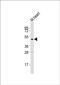 5HT2A antibody, PA5-49440, Invitrogen Antibodies, Western Blot image 