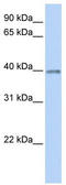 Opticin antibody, TA334524, Origene, Western Blot image 