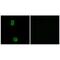 UPF0378 protein KIAA0100 antibody, PA5-49826, Invitrogen Antibodies, Immunofluorescence image 