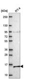 NADH:Ubiquinone Oxidoreductase Subunit A7 antibody, HPA071866, Atlas Antibodies, Western Blot image 
