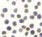 NAK antibody, 2351, ProSci Inc, Immunocytochemistry image 