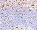 CD68 Molecule antibody, V7045IHC-7ML, NSJ Bioreagents, Immunohistochemistry frozen image 