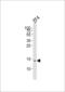 Histone H2B type 1-C/E/F/G/I antibody, LS-C166894, Lifespan Biosciences, Western Blot image 