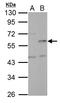 Kinetochore protein Nuf2 antibody, LS-C186172, Lifespan Biosciences, Western Blot image 