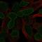 Probable G-protein coupled receptor 37 antibody, HPA042903, Atlas Antibodies, Immunofluorescence image 