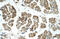 Mitochondrial Rho GTPase 1 antibody, 31-358, ProSci, Enzyme Linked Immunosorbent Assay image 