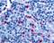 Psychosine receptor antibody, LS-A1625, Lifespan Biosciences, Immunohistochemistry paraffin image 