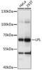 Lipoprotein lipase antibody, 16-512, ProSci, Western Blot image 
