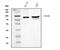 Ribonuclease L antibody, A02521-1, Boster Biological Technology, Western Blot image 