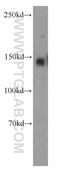 NCK Associated Protein 5 Like antibody, 21392-1-AP, Proteintech Group, Western Blot image 