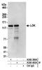 Serine/threonine-protein kinase 10 antibody, A300-400A, Bethyl Labs, Immunoprecipitation image 