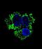 Aldehyde dehydrogenase, mitochondrial antibody, LS-C156258, Lifespan Biosciences, Immunofluorescence image 