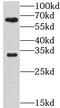 G Protein-Coupled Receptor 162 antibody, FNab03599, FineTest, Western Blot image 