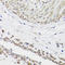 Desmin antibody, LS-C331079, Lifespan Biosciences, Immunohistochemistry frozen image 