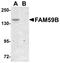 Protein FAM59B antibody, A17028, Boster Biological Technology, Western Blot image 