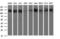 Rap Guanine Nucleotide Exchange Factor 1 antibody, M06527-1, Boster Biological Technology, Western Blot image 