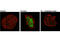 Structural Maintenance Of Chromosomes 1A antibody, 58052S, Cell Signaling Technology, Immunofluorescence image 