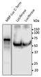 Luciferase antibody, AB0131-500, Origene, Western Blot image 
