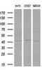 LIM/homeobox protein Lhx1 antibody, MA5-25922, Invitrogen Antibodies, Western Blot image 