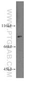 Ribonucleotide Reductase Catalytic Subunit M1 antibody, 19686-1-AP, Proteintech Group, Western Blot image 