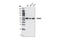 Histone Deacetylase 2 antibody, 5113T, Cell Signaling Technology, Western Blot image 