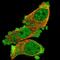 Cytoskeleton-associated protein 2-like antibody, NBP1-83451, Novus Biologicals, Immunocytochemistry image 