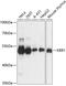 KRR1 Small Subunit Processome Component Homolog antibody, GTX66443, GeneTex, Western Blot image 
