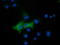 Epoxide Hydrolase 2 antibody, TA501628, Origene, Immunofluorescence image 