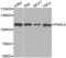 Piwi Like RNA-Mediated Gene Silencing 4 antibody, abx002259, Abbexa, Western Blot image 