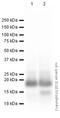 Histone Cluster 1 H2B Family Member D antibody, ab52484, Abcam, Western Blot image 