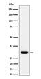 apM-1 antibody, M00509-4, Boster Biological Technology, Western Blot image 