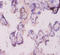 Angiopoietin 2 antibody, A52516-100, Epigentek, Immunohistochemistry paraffin image 