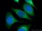 IFI30 Lysosomal Thiol Reductase antibody, 11597-1-AP, Proteintech Group, Immunofluorescence image 