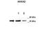 Annexin A2 antibody, orb329874, Biorbyt, Western Blot image 