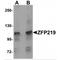 Zinc Finger Protein 219 antibody, MBS150420, MyBioSource, Western Blot image 