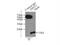 Hint antibody, 10717-1-AP, Proteintech Group, Immunoprecipitation image 