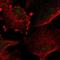 Tubby protein antibody, NBP1-87824, Novus Biologicals, Immunofluorescence image 