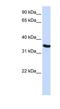Developmental pluripotency-associated protein 2 antibody, NBP1-54631, Novus Biologicals, Western Blot image 