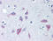 Wnt Family Member 8B antibody, TA317526, Origene, Immunohistochemistry frozen image 
