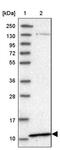 PIGY Upstream Reading Frame antibody, PA5-57667, Invitrogen Antibodies, Western Blot image 
